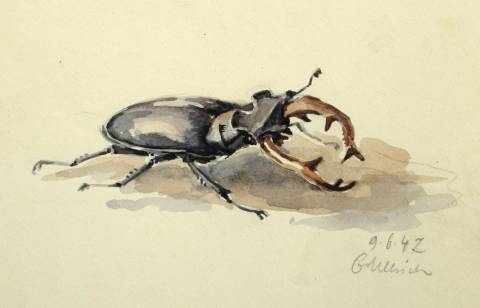 <p>Gunter Ullrich | Hirschkäfer | 1942 | Aquarell</p>